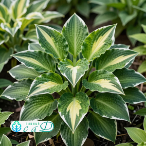 Хоста "АННА КУЛЬПА"