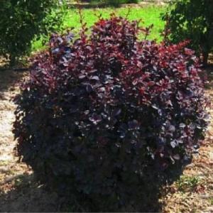 Барбарис "АУРИКОМА"